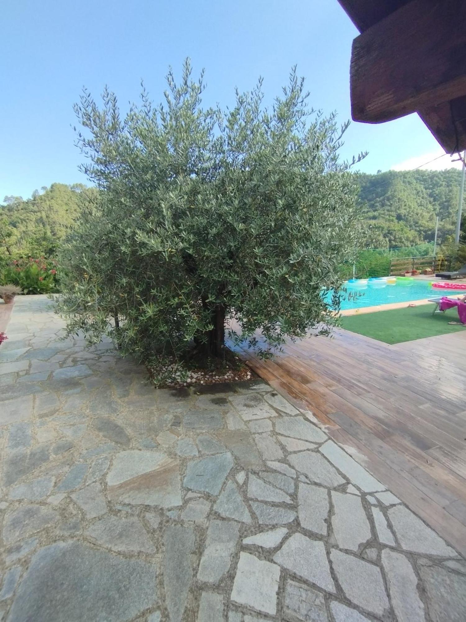 Villa Degli Ulivi Tivegna エクステリア 写真
